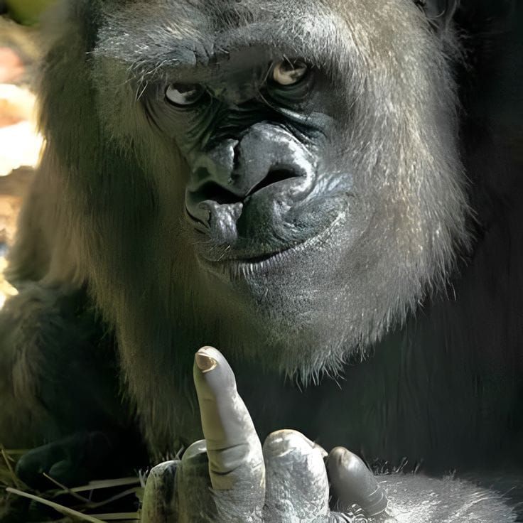 gorilla